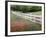 Texas Bluebonnets and Paintbrush Along White Fence Line, Texas, USA-Julie Eggers-Framed Photographic Print