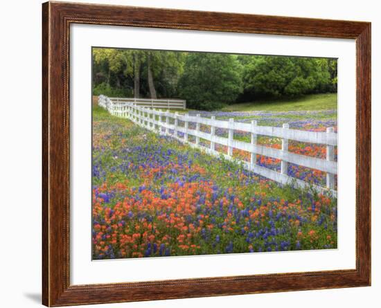 Texas Bluebonnets and Paintbrush Along White Fence Line, Texas, USA-Julie Eggers-Framed Photographic Print