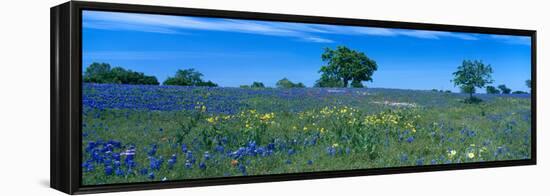 Texas Bluebonnets (Lupininus Texensis) Flowers in a Field, Texas Hill Country, Texas, USA-null-Framed Premier Image Canvas