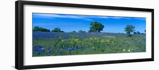 Texas Bluebonnets (Lupininus Texensis) Flowers in a Field, Texas Hill Country, Texas, USA-null-Framed Photographic Print