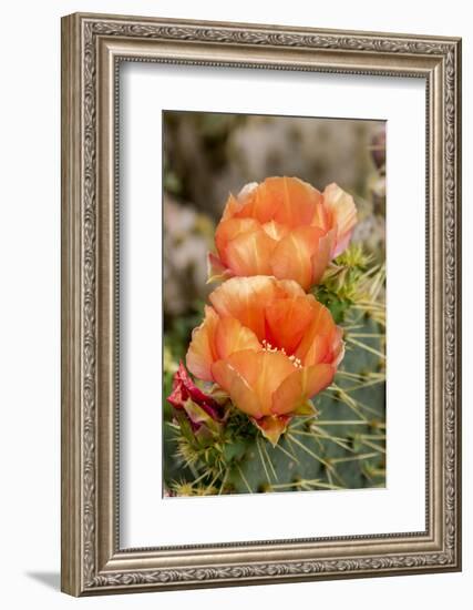 Texas, Boca Chica. Prickly Pear Cactus in Bloom-Jaynes Gallery-Framed Photographic Print