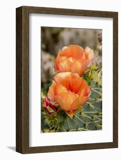 Texas, Boca Chica. Prickly Pear Cactus in Bloom-Jaynes Gallery-Framed Photographic Print