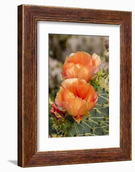 Texas, Boca Chica. Prickly Pear Cactus in Bloom-Jaynes Gallery-Framed Photographic Print