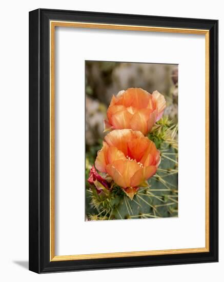 Texas, Boca Chica. Prickly Pear Cactus in Bloom-Jaynes Gallery-Framed Photographic Print