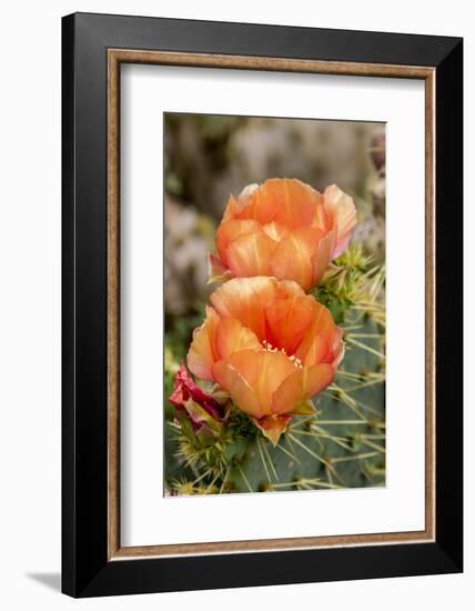 Texas, Boca Chica. Prickly Pear Cactus in Bloom-Jaynes Gallery-Framed Photographic Print