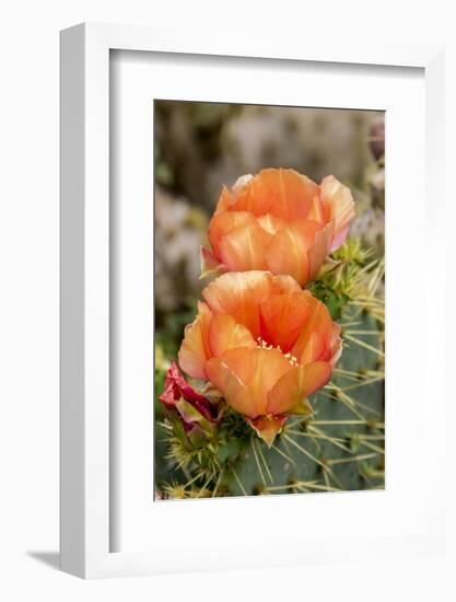 Texas, Boca Chica. Prickly Pear Cactus in Bloom-Jaynes Gallery-Framed Photographic Print