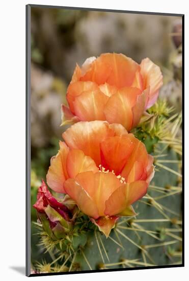 Texas, Boca Chica. Prickly Pear Cactus in Bloom-Jaynes Gallery-Mounted Photographic Print
