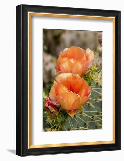 Texas, Boca Chica. Prickly Pear Cactus in Bloom-Jaynes Gallery-Framed Photographic Print