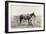 Texas: Cowboy, c1910-Erwin Evans Smith-Framed Giclee Print