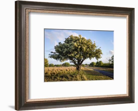 Texas ebony (Pithecellobium ebano) in bloom.-Larry Ditto-Framed Photographic Print