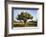 Texas ebony (Pithecellobium ebano) in bloom.-Larry Ditto-Framed Photographic Print