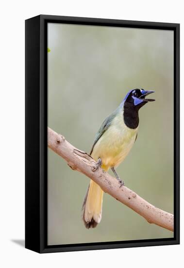 Texas, Gatesville, Santa Clara Ranch. Green Jay Singing on Branch-Jaynes Gallery-Framed Premier Image Canvas