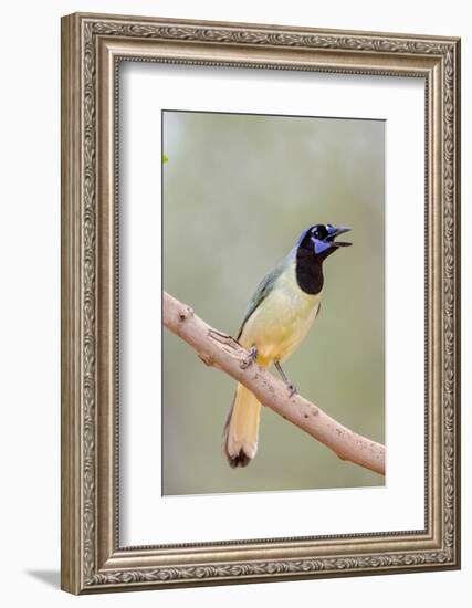 Texas, Gatesville, Santa Clara Ranch. Green Jay Singing on Branch-Jaynes Gallery-Framed Photographic Print