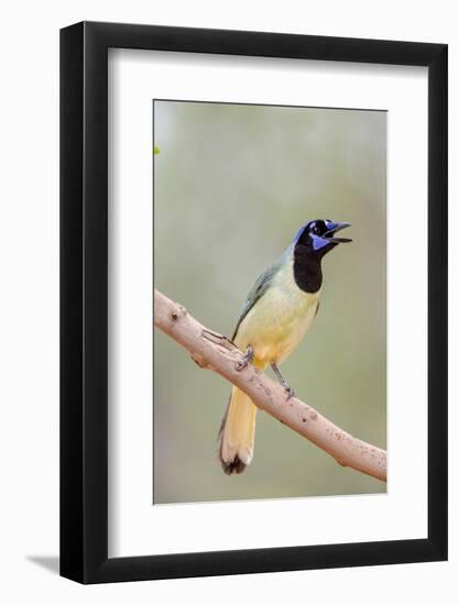 Texas, Gatesville, Santa Clara Ranch. Green Jay Singing on Branch-Jaynes Gallery-Framed Photographic Print