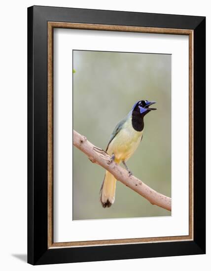 Texas, Gatesville, Santa Clara Ranch. Green Jay Singing on Branch-Jaynes Gallery-Framed Photographic Print