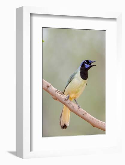 Texas, Gatesville, Santa Clara Ranch. Green Jay Singing on Branch-Jaynes Gallery-Framed Photographic Print