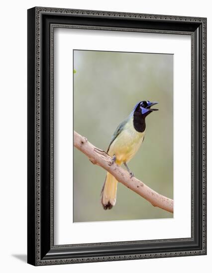 Texas, Gatesville, Santa Clara Ranch. Green Jay Singing on Branch-Jaynes Gallery-Framed Photographic Print