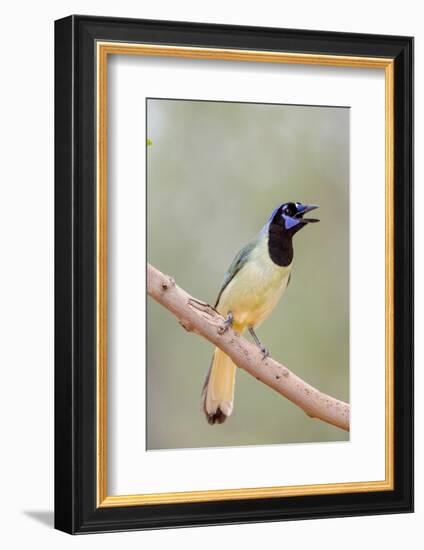 Texas, Gatesville, Santa Clara Ranch. Green Jay Singing on Branch-Jaynes Gallery-Framed Photographic Print