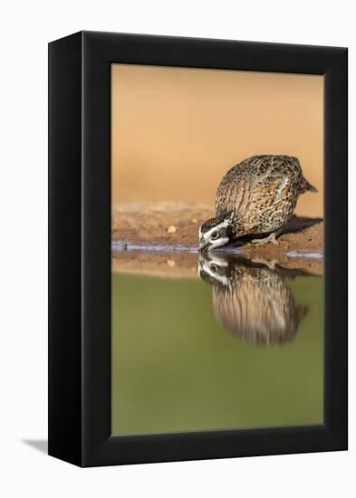 Texas, Gatesville, Santa Clara Ranch. Male Bobwhite Quail Drinking-Jaynes Gallery-Framed Premier Image Canvas