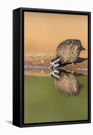 Texas, Gatesville, Santa Clara Ranch. Male Bobwhite Quail Drinking-Jaynes Gallery-Framed Premier Image Canvas