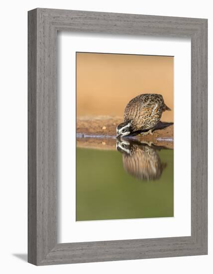 Texas, Gatesville, Santa Clara Ranch. Male Bobwhite Quail Drinking-Jaynes Gallery-Framed Photographic Print