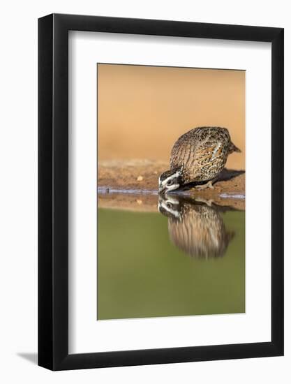 Texas, Gatesville, Santa Clara Ranch. Male Bobwhite Quail Drinking-Jaynes Gallery-Framed Photographic Print