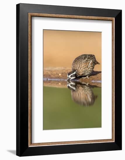 Texas, Gatesville, Santa Clara Ranch. Male Bobwhite Quail Drinking-Jaynes Gallery-Framed Photographic Print