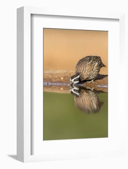 Texas, Gatesville, Santa Clara Ranch. Male Bobwhite Quail Drinking-Jaynes Gallery-Framed Photographic Print