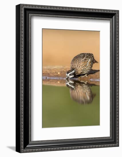 Texas, Gatesville, Santa Clara Ranch. Male Bobwhite Quail Drinking-Jaynes Gallery-Framed Photographic Print