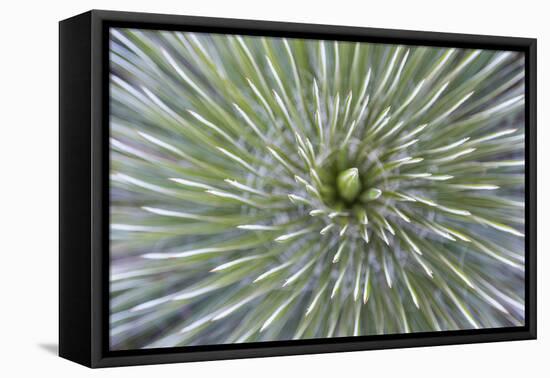 Texas, Guadalupe Mountains NP. Abstract of Soap Tree Yucca Plant-Don Paulson-Framed Premier Image Canvas