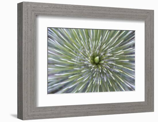 Texas, Guadalupe Mountains NP. Abstract of Soap Tree Yucca Plant-Don Paulson-Framed Photographic Print