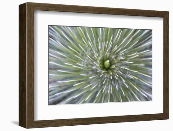 Texas, Guadalupe Mountains NP. Abstract of Soap Tree Yucca Plant-Don Paulson-Framed Photographic Print