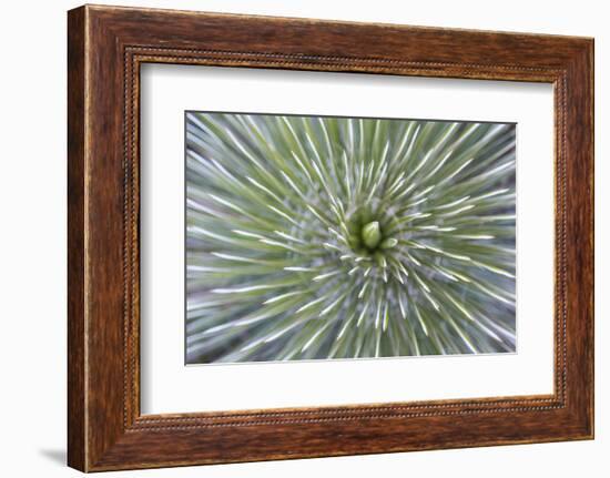 Texas, Guadalupe Mountains NP. Abstract of Soap Tree Yucca Plant-Don Paulson-Framed Photographic Print