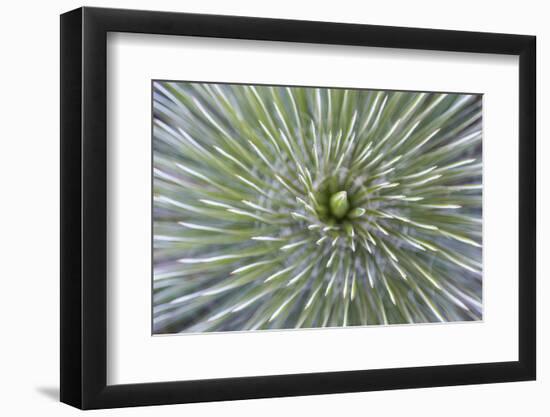 Texas, Guadalupe Mountains NP. Abstract of Soap Tree Yucca Plant-Don Paulson-Framed Photographic Print