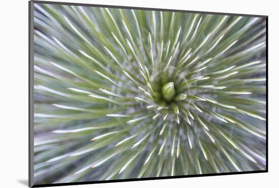 Texas, Guadalupe Mountains NP. Abstract of Soap Tree Yucca Plant-Don Paulson-Mounted Photographic Print