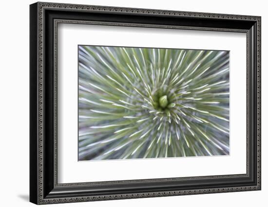 Texas, Guadalupe Mountains NP. Abstract of Soap Tree Yucca Plant-Don Paulson-Framed Photographic Print