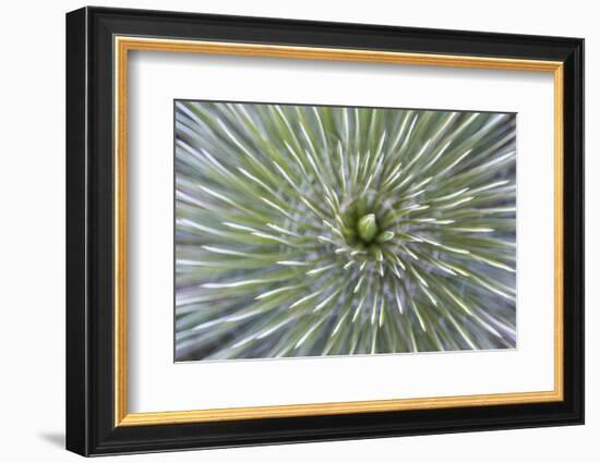 Texas, Guadalupe Mountains NP. Abstract of Soap Tree Yucca Plant-Don Paulson-Framed Photographic Print