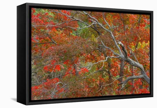 Texas, Guadalupe Mountains NP. Bigtooth Maple Trees in Autumn Color-Don Paulson-Framed Premier Image Canvas