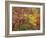 Texas, Guadalupe Mountains NP. Bigtooth Maple Trees in Fall Color-Don Paulson-Framed Photographic Print