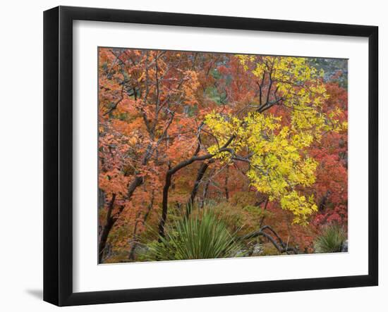 Texas, Guadalupe Mountains NP. Bigtooth Maple Trees in Fall Color-Don Paulson-Framed Photographic Print