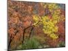 Texas, Guadalupe Mountains NP. Bigtooth Maple Trees in Fall Color-Don Paulson-Mounted Photographic Print