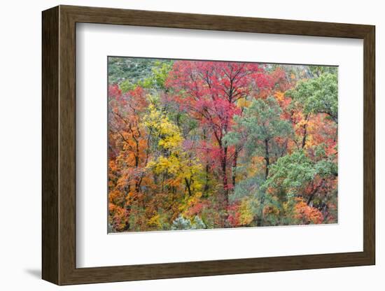 Texas, Guadalupe Mountains NP. Panoramic of McKittrick Canyon-Don Paulson-Framed Photographic Print