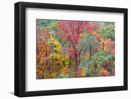 Texas, Guadalupe Mountains NP. Panoramic of McKittrick Canyon-Don Paulson-Framed Photographic Print