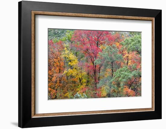 Texas, Guadalupe Mountains NP. Panoramic of McKittrick Canyon-Don Paulson-Framed Photographic Print