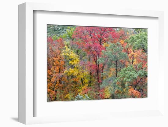 Texas, Guadalupe Mountains NP. Panoramic of McKittrick Canyon-Don Paulson-Framed Photographic Print