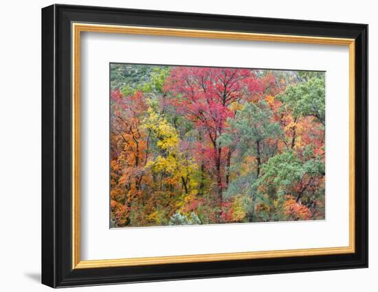 Texas, Guadalupe Mountains NP. Panoramic of McKittrick Canyon-Don Paulson-Framed Photographic Print