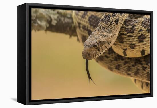 Texas, Hidalgo County. Bull Snake in Tree-Jaynes Gallery-Framed Premier Image Canvas