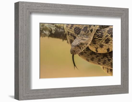 Texas, Hidalgo County. Bull Snake in Tree-Jaynes Gallery-Framed Photographic Print