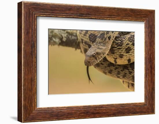 Texas, Hidalgo County. Bull Snake in Tree-Jaynes Gallery-Framed Photographic Print