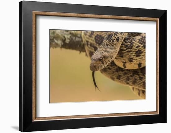 Texas, Hidalgo County. Bull Snake in Tree-Jaynes Gallery-Framed Photographic Print